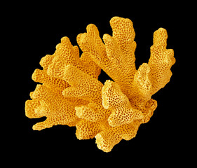Coral isolated on black background