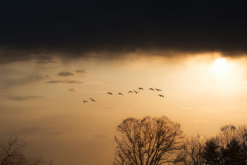 Birds flying at sunset with storm clouds