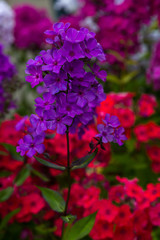 Beautiful different inflorescences of Phlox paniculatа at the Botanical exhibition. The flowers of Phlox paniculata varieties.