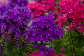 Beautiful different inflorescences of Phlox paniculatа at the Botanical exhibition. The flowers of Phlox paniculata varieties.