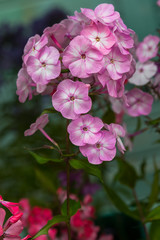 Beautiful different inflorescences of Phlox paniculatа at the Botanical exhibition. The flowers of Phlox paniculata varieties.