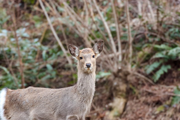 警戒する野生のニホンジカ