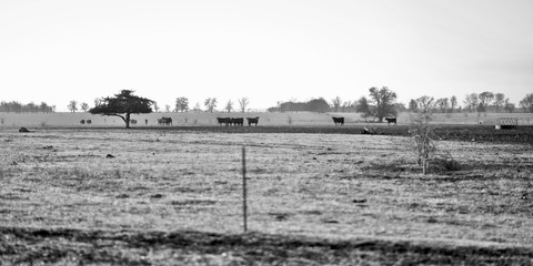 Cows panoramic
