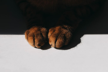 Two paws of Bengal cat peeking out of shadows on window, close-up. Sunny day