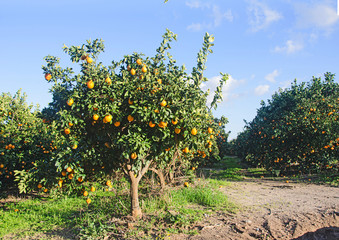 Garden with trees with ripe oranges