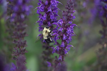 Bee on Flower