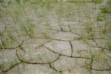 Badlands mud cracks