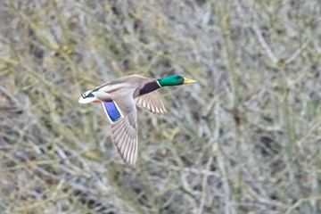 A Eagle Eye View of a Flying Drake Mallard