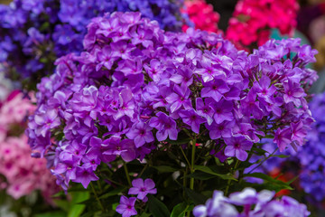 Obraz premium The flowers of Phlox paniculata different varieties close up. Flower background.
