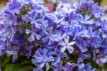 Beautiful blue flowers of Phlox paniculata different varieties close up. Flower background.