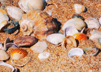 Sea shells on the sand illuminated by the sun, selective focus.