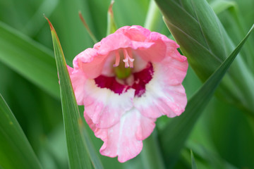 Pink Gladiola 