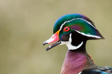 A Drake Wood Duck Says Hello