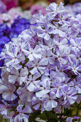 Beautiful blue flowers of Phlox paniculata different varieties close up. Flower background.