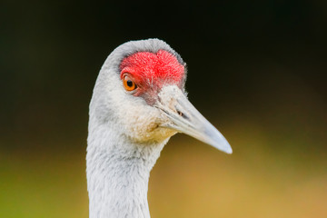 Portrait of a Sandhill Crane