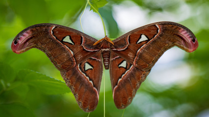 butterfly on leaf