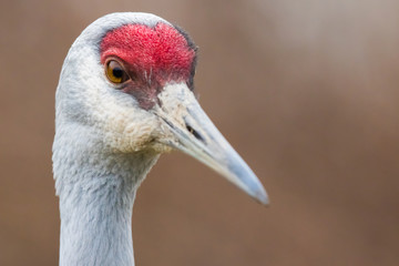 Portrait of a Sandhill Crane