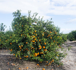 Garden with trees with ripe oranges