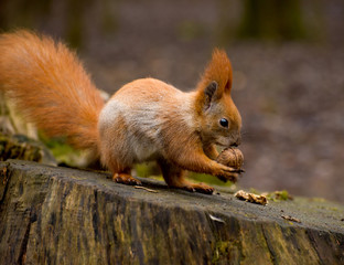 Red fluffy squirrel in a autumn forest. Curious red fur animal among dried leaves.