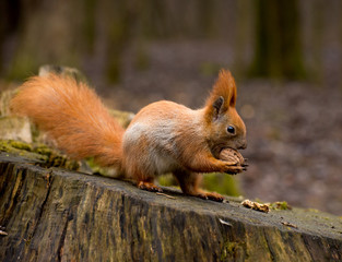 Red fluffy squirrel in a autumn forest. Curious red fur animal among dried leaves.