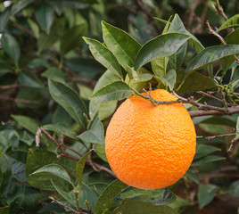 Close up of branch with ripe oranges