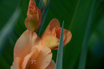 Orange Gladiola
