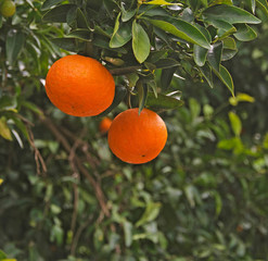 Close up of Ripe tangerines on tree