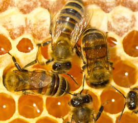 Work of bees inside hive. They convert nectar into honey