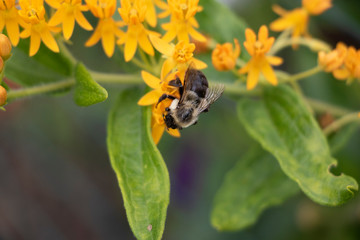Bee on Flower