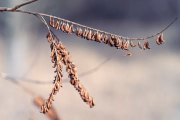 Branch with fruits of  Amorpha fruticosa. The fruit is a legume pod. Desert false indigo, false indigo-bush or bastard indigobush. Place for text.