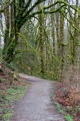 Fototapeta premium forest