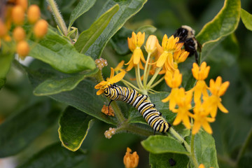 Caterpillar on Flower