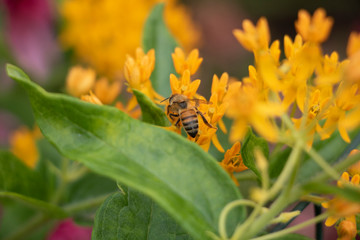 Honeybee on Flower