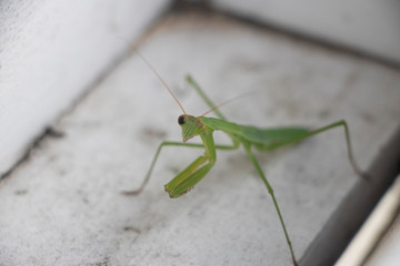 Praying Mantis With One Eye