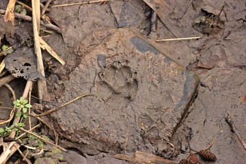 Fuchsfährte am Ufer der Fulda