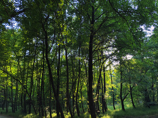 Fototapeta premium Landscape view of sweetgum trees.