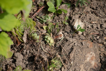 Succulents in the Garden