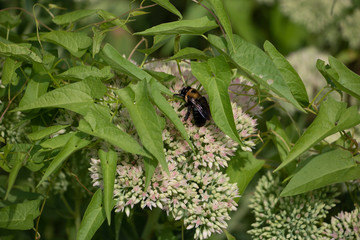 Bee on a Flower