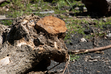 Tree Log in Forest