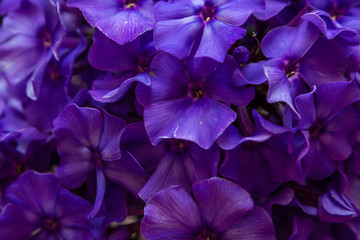 Flowers of phlox paniculata close-up. Beautiful flowers of deep blue or purple color.