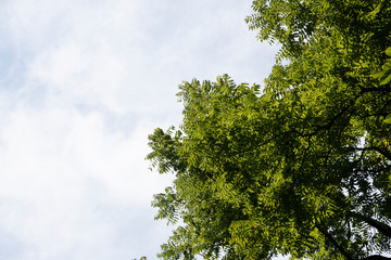 Tree Against the Sky