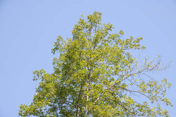 Tree Against the Sky