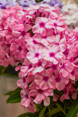 Beautiful flowers phlox paniculata. Flowering branch of   phlox paniculata close up