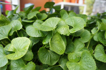 Centella asiatica plant. It is native to the wetlands in Asia. It is used as a culinary vegetable and as a medicinal herb. 