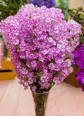 Flowers of phlox paniculata close-up. Beautiful flowers of pink and lilac shades with a dark center.