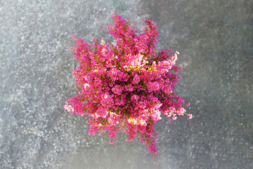 Top view of pink erica gracilis flowers on concrete background