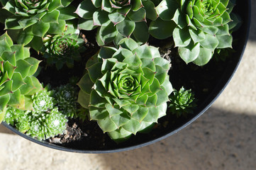 Top view of houseleeks growing in flowerpot
