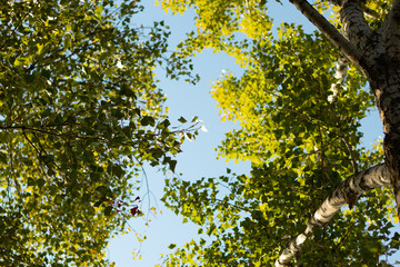 poplar tree against the sky on a sunny summer day