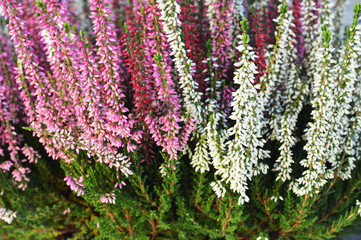 Close up of heather flowers