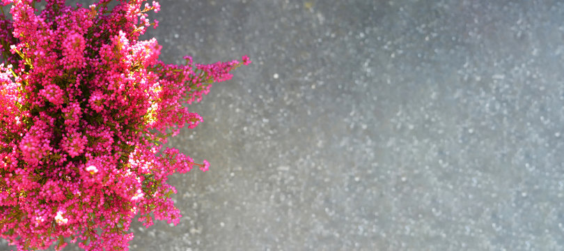 Pink erica gracilis flowers on concrete background with copy space